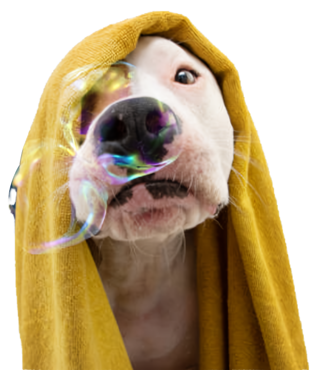 Nature’s Pharmacy: How Fresh Fruits & Essential Oils Boost Your Dog’s Skin Health
