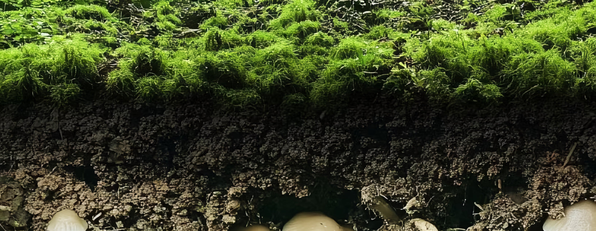 Cross-section of soil with green moss