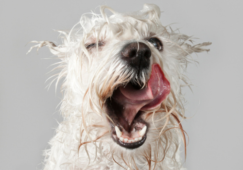 “Skincare for Dogs?” Yes — And Here’s Why